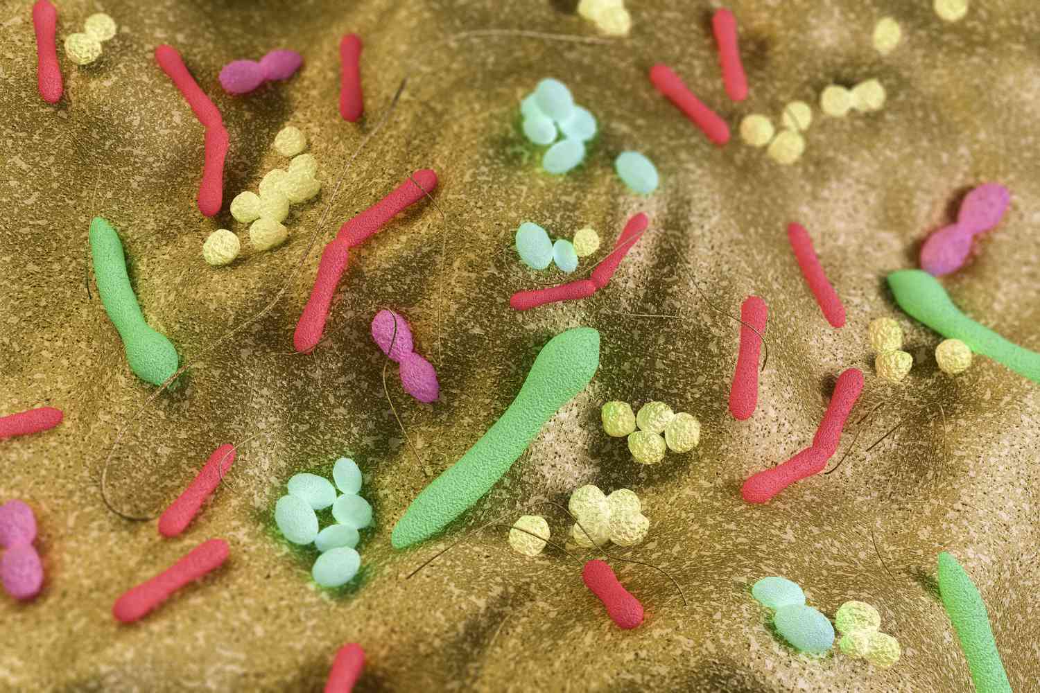 Magnified gut bacteria